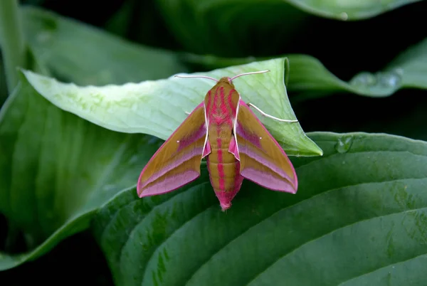 Mariposa Rosa Homem Muito Bonito Elegante Mesmo Tempo Bonito Com — Fotografia de Stock