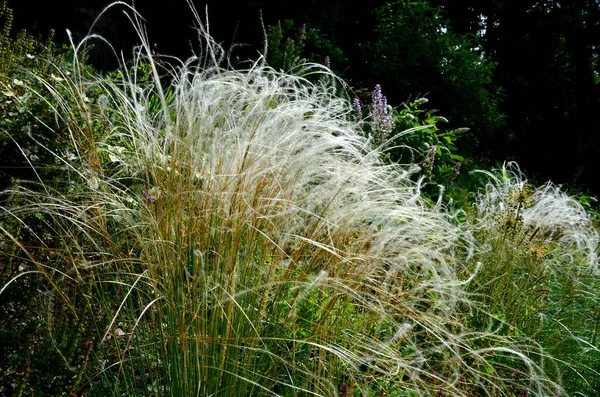 Droge Bladeren Van Het Gras Krullen Wind Lijken Haar Gazon — Stockfoto