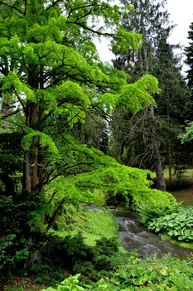 Metasequoia Ist Ihr Mit Weichen Nadeln Sind Laubbäume Die Farbe — Stockfoto