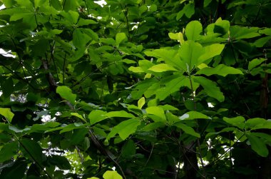 Bigleaf magnolia, Amerika Birleşik Devletleri 'nin güneydoğusunda ve Meksika' nın doğusunda bulunan bir manolya türüdür. Bu tür en büyük basit yaprak ve tek çiçeğe sahiptir.