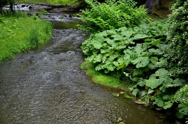 Est Une Plante Vivace Forte Odeur Atteignant Une Hauteur Moment — Photo