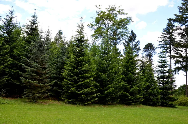 Plantação Árvores Natal Acima Padrão Prado Sucessivamente Abeto Densamente Crescente — Fotografia de Stock