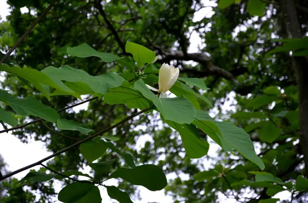 Magnolia Hoja Grande Una Magnolia Caducifolia Originaria Del Sureste Estados —  Fotos de Stock
