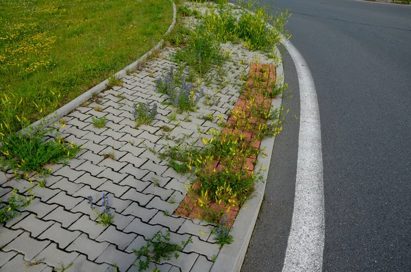 sidewalk of concrete cubes at a crossing overgrown with weed flowers. neighborhood without regular maintenance. sidewalks difficult to pass need to mow with a lawn mower.