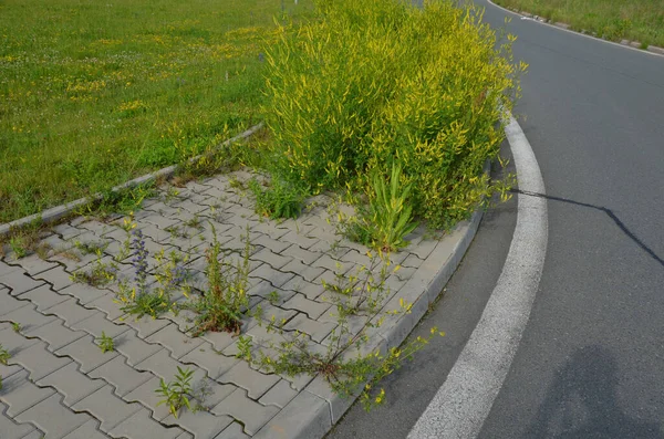 Bürgersteig Aus Betonwürfeln Einer Kreuzung Die Mit Unkrautblumen Bewachsen Ist — Stockfoto