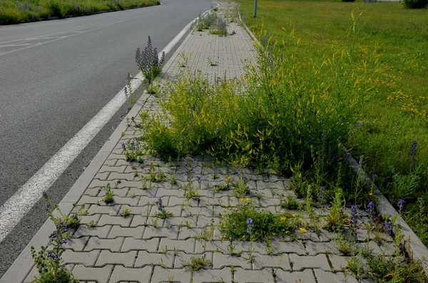 sidewalk of concrete cubes at a crossing overgrown with weed flowers. neighborhood without regular maintenance. sidewalks difficult to pass need to mow with a lawn mower.