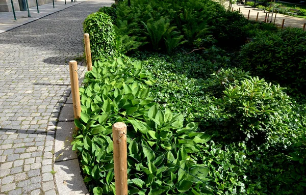 shady flowerbed in the undergrowth of linden alley. ivy and ferns dominate. the bed is separated, bounded by a fence with poles intertwined with ropes. rope fence on the edge of planting