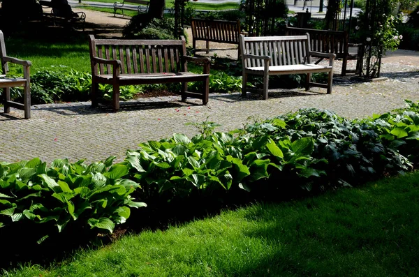 shady flowerbed in the undergrowth of linden alley. ivy and ferns dominate. the bed is separated, bounded by a fence with poles intertwined with ropes. rope fence on the edge of planting