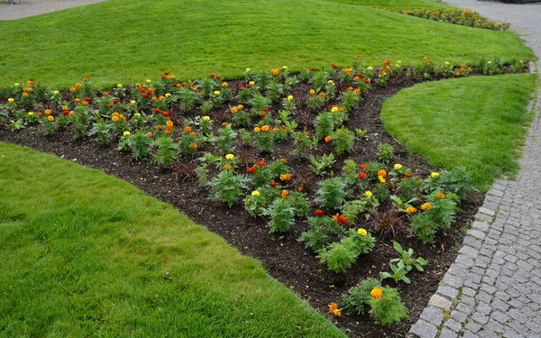 Stauden Blumenbeete Pflanzen Jährliche Rabatte Sind Verschiedene Halbmondbäume Die Zwischen — Stockfoto