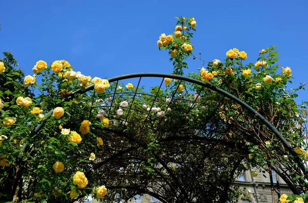 Portico Columnar Arcade Trelaz Promenade Porosle Climbing Rose Covers Path Stock Photo