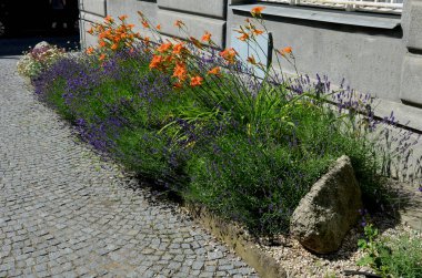 Çiçek tarlası, adaçayı mavisi ve mor çiçekle birlikte sarı süslemeli otlar yemyeşil yeşil renkli, uzun ömürlü çayır çiçekleri.