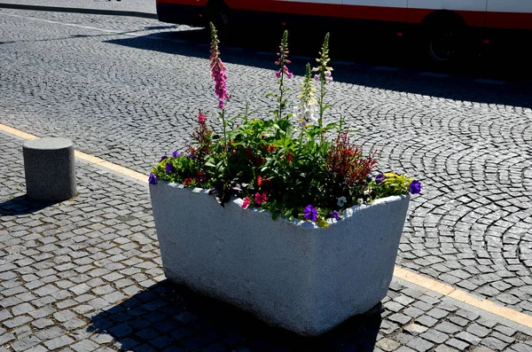 perennial flower beds with annual plantations on the edge of the flower bed in paving on the granite cobblestone town square, stone pillars against the entrance and stone troughs and flower pots plant