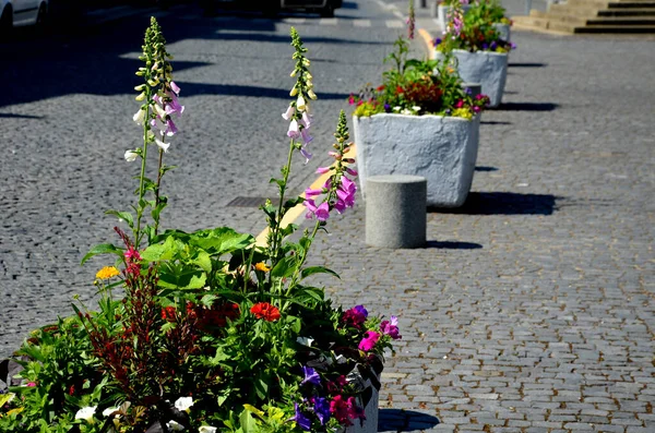 perennial flower beds with annual plantations on the edge of the flower bed in paving on the granite cobblestone town square, stone pillars against the entrance and stone troughs and flower pots plant