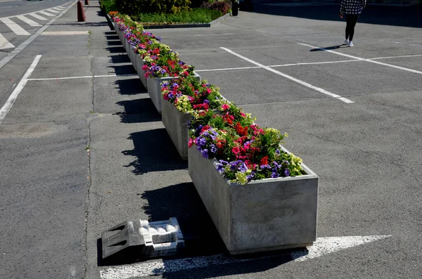 perennial flower beds with annual plantations on the edge of the flower bed in paving on the granite cobblestone town square, stone pillars against the entrance and stone troughs and flower pots plant