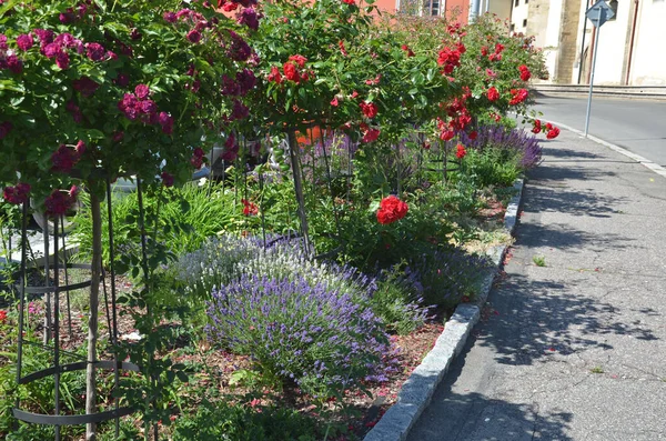 Lussureggiante Aiuola Con Salvia Fiore Blu Viola Combinato Con Erbe Foto Stock