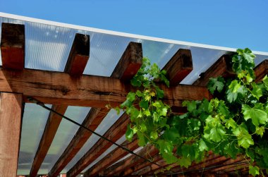 Ahşap pergola ve pleksiglass çatılı teras. Sarmaşıklar geriliyor, kirişlerin altında sürünüyorlar. Bahçe ya da park. Alkolsüz duvar şarabı bölgesinde oturuyor. Kırsal bölge Fransa 'sı