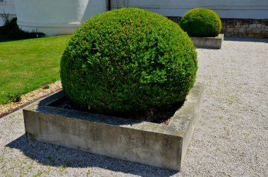 Büyük kesim kutuları olan onurlu bir bahçe. Bahçıvan topları çit biçme makinesiyle şekillendirir. kare şeklinde beton duvarlar. Yerde beyaz çakıl taşları olan bahçe.
