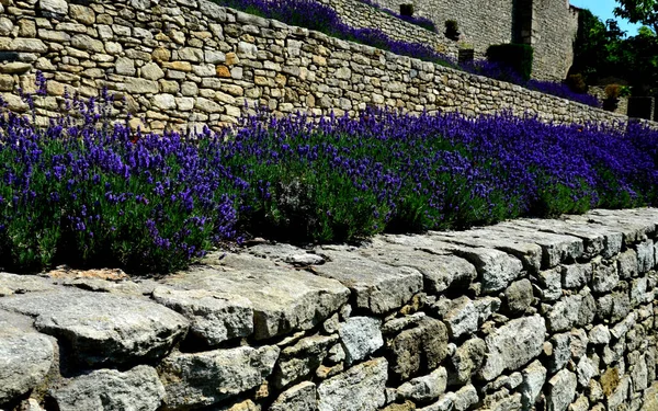 terraces with stairs in a sloping park. stone retaining walls with light stone. blue lavender and pink roses with perennials grow on the edge of the wall. lawns and gravel path, led, footpath, castle