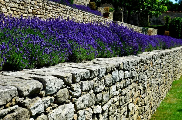 terraces with stairs in a sloping park. stone retaining walls with light stone. blue lavender and pink roses with perennials grow on the edge of the wall. lawns and gravel path, led, footpath, castle