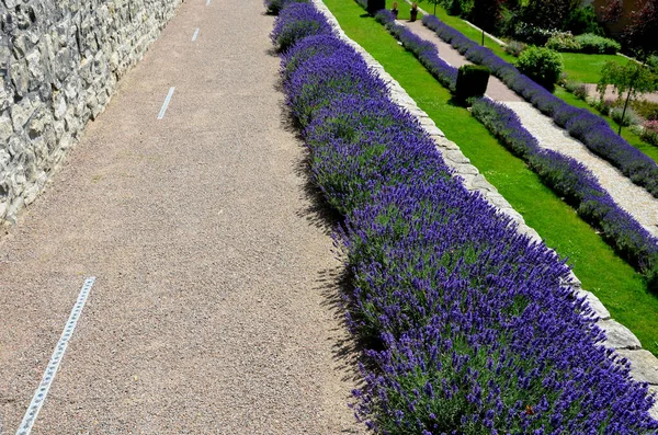 terraces with stairs in a sloping park. stone retaining walls with light stone. blue lavender and pink roses with perennials grow on the edge of the wall. lawns and gravel path, led, footpath, castle