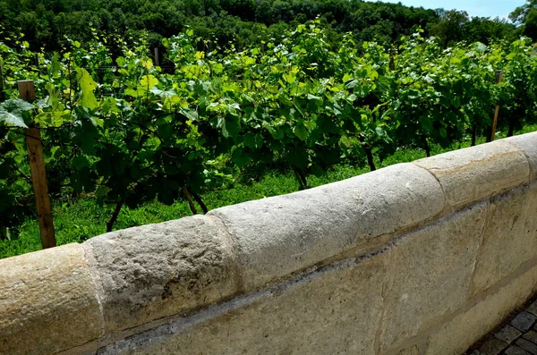 Las Vides Están Atadas Arrastrándose Estructura Jardín Parque Sentado Con — Foto de Stock