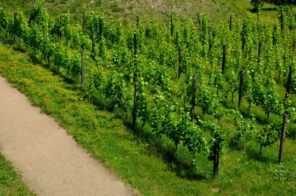 ブドウが木の上を這い回っています 庭か公園か 乾燥した壁のワインの領域に座って フランスの田舎のレストラン 柔らかい石でできた丸みを帯びた壁 — ストック写真