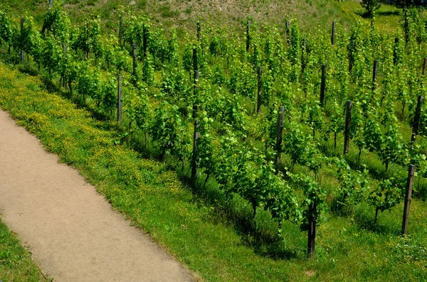 Vines Strung Crawling Structure Garden Park Sitting Dry Wall Wine — Foto de Stock