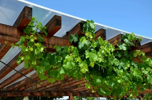 木製のペルゴラとプレキシガラスの屋根のテラス ブドウは訓練中で梁の下を這っている 庭か公園か 乾燥した壁のワインの領域に座って レストラン 田舎フランス — ストック写真
