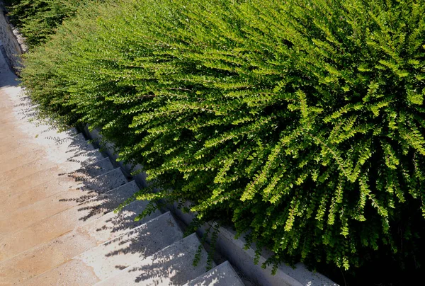 是一种来自金银花科的常绿灌木 长到1米高 它原产于中国 在捷克共和国也是一棵观赏树 生长在花坛上 是一种修剪过的覆盖物 — 图库照片