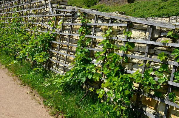 Trellises Vino Madera Pared Ladrillo Rojo Con Luces Empotradas Tuberías — Foto de Stock