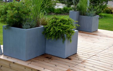 Tazeyken sarımsı-kahverengimsi-yeşilimsi görünümü olan doyurucu bir ağaçtır. Bahçede fiberglas ve plastik saksılarla ayrı bir ahşap teras var.