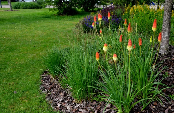 Beds Newly Planted Flowers Planted Mulched Bark Bluebells Cypresses Paths — ストック写真