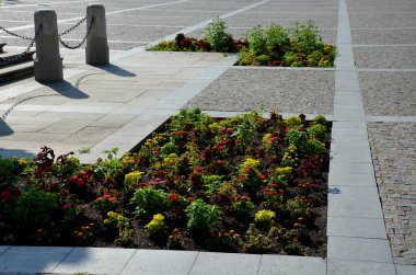 Örümcek çiçeği, veya büyükbaba bıyığı olarak da bilinen örümcek çiçeği, Cleome familyasından bir bitki türü.