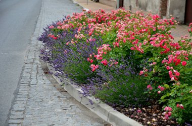 Zemin kaplamalı güller küçük çaplı düşük büyüme ile karakterize edilir. Başlangıçta filizler dik olabilir ama kısa sürede yüzeye yayılır ve bazen daha uzun filizler oluşturur. Lavanta ile birlikte.