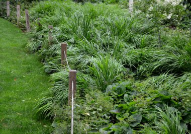 Kesinlikle lüks görünüyor, özellikle daha büyük gruplara ya da daha geniş alanlara ekilmiş. Bahçe tasarımcıları arasında bir favori. Zenginler büyür, dolgunluk sunar, ama yumuşaklık, hava etkisi, gölge, bahçe...