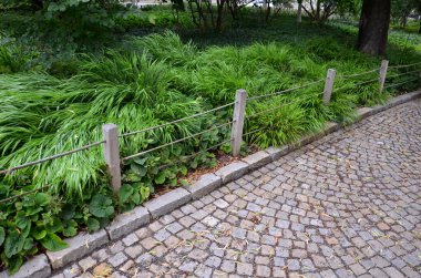 Kesinlikle lüks görünüyor, özellikle daha büyük gruplara ya da daha geniş alanlara ekilmiş. Bahçe tasarımcıları arasında bir favori. Zenginler büyür, dolgunluk sunar, ama yumuşaklık, hava etkisi, gölge, bahçe...