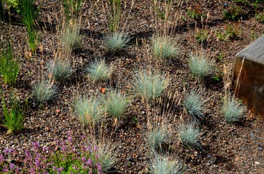 İnce, dallanmış kuleler üreten, dipten yavaşça açılan tomurcuklarla dolu dik, yaz boyunca küçük, berrak pembe çiçeklere doğru..