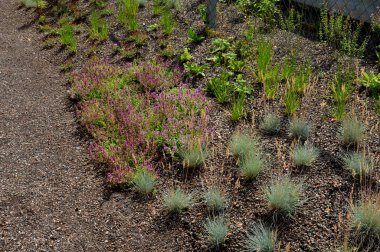İnce, dallanmış kuleler üreten, dipten yavaşça açılan tomurcuklarla dolu dik, yaz boyunca küçük, berrak pembe çiçeklere doğru..