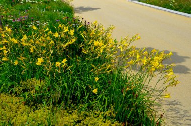 Parktaki gezinti güvertesinde süs eşyalarıyla çiçeklenmiş. Kenarları granit kaldırım taşlarından oluşan eğimli bir kaldırım. Dikdörtgendeki çiçek tarlasını çimlerden ayırır.