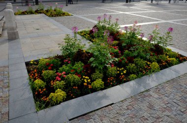 Örümcek çiçeği, veya büyükbaba bıyığı olarak da bilinen örümcek çiçeği, Cleome familyasından bir bitki türü.