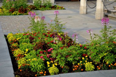Örümcek çiçeği, veya büyükbaba bıyığı olarak da bilinen örümcek çiçeği, Cleome familyasından bir bitki türü.