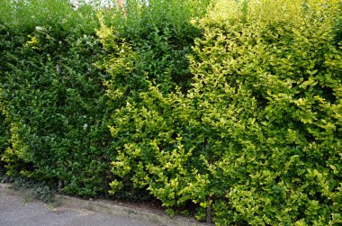 medium-growing shrub, growing to a height of 2 m and approximately the same width. At first glance, this shrub will captivate you with its distinctive leaves, which are shiny, ovate, up to 6 cm long, 