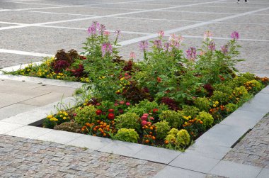 Örümcek çiçeği, veya büyükbaba bıyığı olarak da bilinen örümcek çiçeği, Cleome familyasından bir bitki türü.
