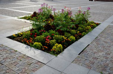Örümcek çiçeği, veya büyükbaba bıyığı olarak da bilinen örümcek çiçeği, Cleome familyasından bir bitki türü.
