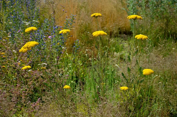 meadow flower mix with several colors of flowers with grass blossom blue orange yellow in june