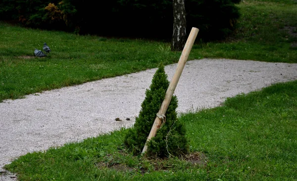 this dwarf white spruce. Its natural shape is almost regularly conical, it is not necessary to cut it. It grows slowly but densely and when placed in the sun, near rosary flowerbed, english landscape