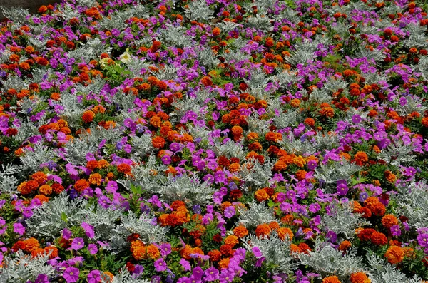 crazy annual bed with a pink-orange combination of flowers. Large retaining walls of rounded sandstone in the square near the fountain. carpets of flowers in an unusual color grid