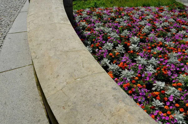 Crazy Annual Bed Pink Orange Combination Flowers Large Retaining Walls — Photo