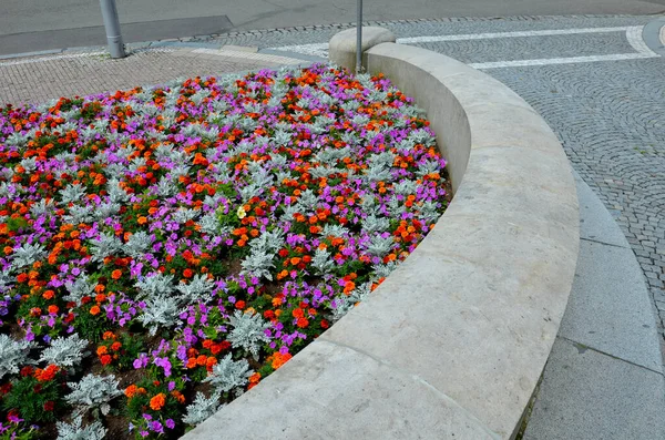 Crazy Annual Bed Pink Orange Combination Flowers Large Retaining Walls — Stock fotografie