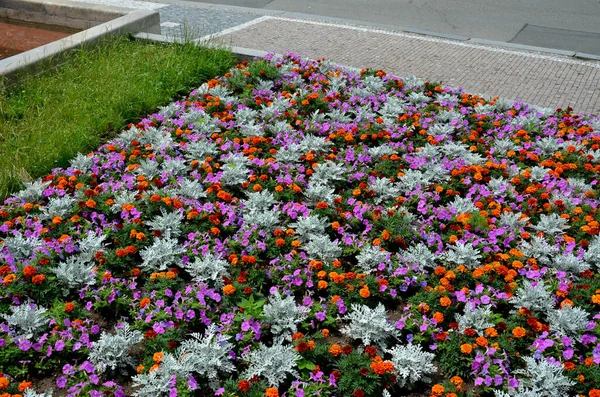 Crazy Annual Bed Pink Orange Combination Flowers Large Retaining Walls — Stock Photo, Image